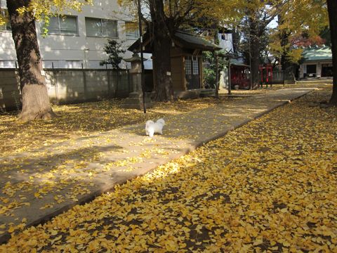 ビションフリーゼフントヒュッテ東京かわいいビションフリーゼ子犬関東こいぬ文京区hundehutteビションフリーゼ画像Bichon Friseビションフリーゼおんなのこメス子犬 397.jpg