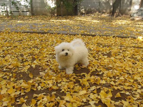 ӥե꡼եȥҥå襤ӥե꡼Ҹ줳ʸhundehutteӥե꡼Bichon Friseӥե꡼ʤΤ᥹Ҹ398.jpg