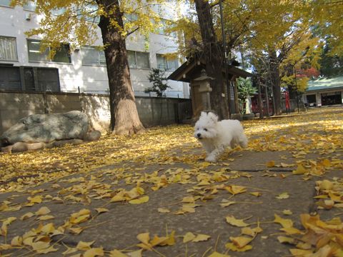 ビションフリーゼフントヒュッテ東京かわいいビションフリーゼ子犬関東こいぬ文京区hundehutteビションフリーゼ画像Bichon Friseビションフリーゼおんなのこメス子犬 399.jpg