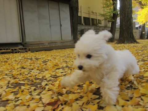 ビションフリーゼフントヒュッテ東京かわいいビションフリーゼ子犬関東こいぬ文京区hundehutteビションフリーゼ画像Bichon Friseビションフリーゼおんなのこメス子犬 400.jpg