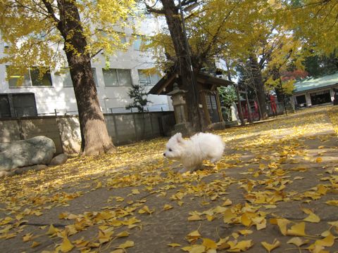 ビションフリーゼフントヒュッテ東京かわいいビションフリーゼ子犬関東こいぬ文京区hundehutteビションフリーゼ画像Bichon Friseビションフリーゼおんなのこメス子犬 401.jpg