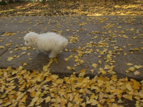 ビションフリーゼフントヒュッテ東京かわいいビションフリーゼ子犬関東こいぬ文京区hundehutteビションフリーゼ画像Bichon Friseビションフリーゼおんなのこメス子犬 403.jpg