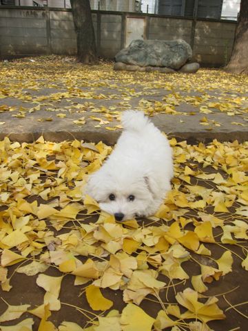 ビションフリーゼフントヒュッテ東京かわいいビションフリーゼ子犬関東こいぬ文京区hundehutteビションフリーゼ画像Bichon Friseビションフリーゼおんなのこメス子犬 408.jpg