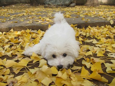 ӥե꡼եȥҥå襤ӥե꡼Ҹ줳ʸhundehutteӥե꡼Bichon Friseӥե꡼ʤΤ᥹Ҹ409.jpg