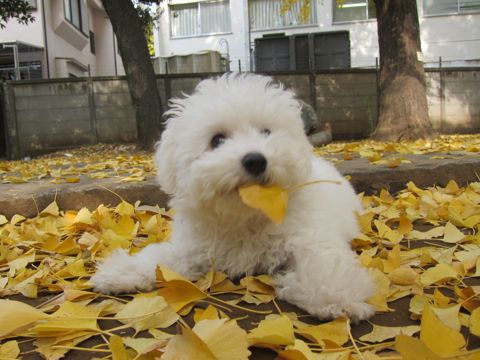 ӥե꡼եȥҥå襤ӥե꡼Ҹ줳ʸhundehutteӥե꡼Bichon Friseӥե꡼ʤΤ᥹Ҹ410.jpg