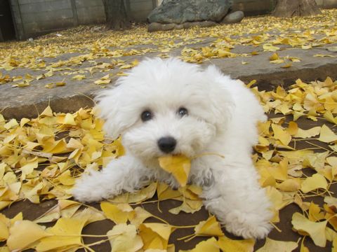 ӥե꡼եȥҥå襤ӥե꡼Ҹ줳ʸhundehutteӥե꡼Bichon Friseӥե꡼ʤΤ᥹Ҹ411.jpg