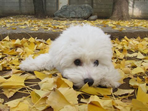 ӥե꡼եȥҥå襤ӥե꡼Ҹ줳ʸhundehutteӥե꡼Bichon Friseӥե꡼ʤΤ᥹Ҹ412.jpg