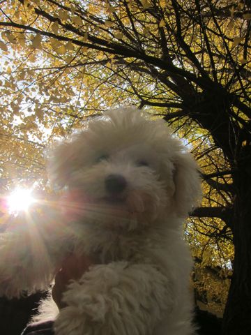 ビションフリーゼフントヒュッテ東京かわいいビションフリーゼ子犬関東こいぬ文京区hundehutteビションフリーゼ画像Bichon Friseビションフリーゼおんなのこメス子犬 414.jpg