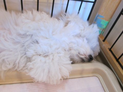 ӥե꡼եȥҥå襤ӥե꡼Ҹ줳ʸhundehutteӥե꡼Bichon Friseӥե꡼ʤΤ᥹Ҹ418.jpg