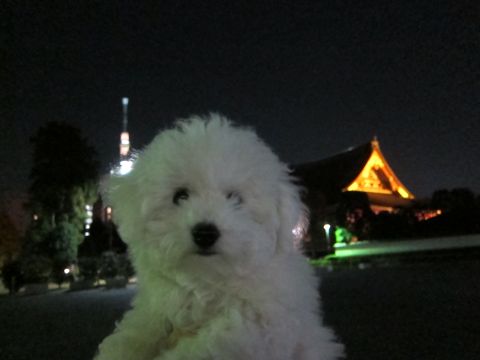 ӥե꡼եȥҥå襤ӥե꡼Ҹ줳ʸhundehutteӥե꡼Bichon Friseӥե꡼ʤΤ᥹Ҹ420.jpg