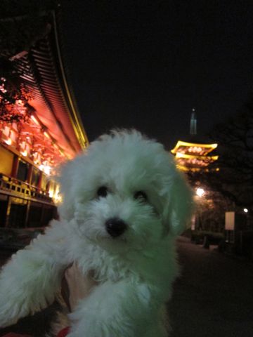 ӥե꡼եȥҥå襤ӥե꡼Ҹ줳ʸhundehutteӥե꡼Bichon Friseӥե꡼ʤΤ᥹Ҹ423.jpg