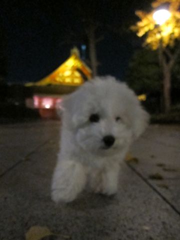 ӥե꡼եȥҥå襤ӥե꡼Ҹ줳ʸhundehutteӥե꡼Bichon Friseӥե꡼ʤΤ᥹Ҹ426.jpg