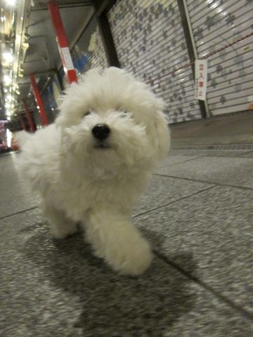 ӥե꡼եȥҥå襤ӥե꡼Ҹ줳ʸhundehutteӥե꡼Bichon Friseӥե꡼ʤΤ᥹Ҹ432.jpg