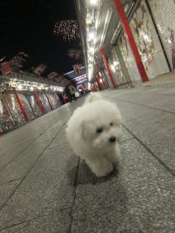 ӥե꡼եȥҥå襤ӥե꡼Ҹ줳ʸhundehutteӥե꡼Bichon Friseӥե꡼ʤΤ᥹Ҹ434.jpg