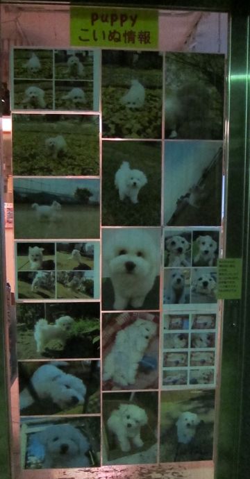 ӥե꡼եȥҥå襤ӥե꡼Ҹ줳ʸhundehutteӥե꡼Bichon Friseӥե꡼ʤΤ᥹Ҹ442.jpg