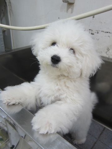 ӥե꡼եȥҥå襤ӥե꡼Ҹ줳ʸhundehutteӥե꡼Bichon Friseӥե꡼ʤΤ᥹Ҹ444.jpg