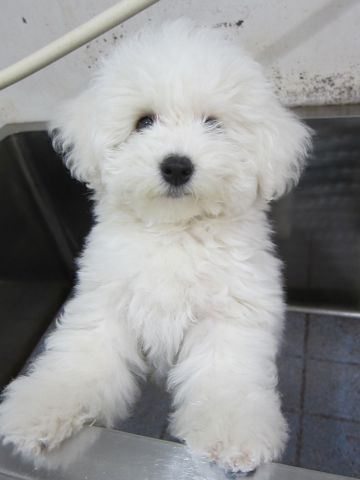 ӥե꡼եȥҥå襤ӥե꡼Ҹ줳ʸhundehutteӥե꡼Bichon Friseӥե꡼ʤΤ᥹Ҹ445.jpg