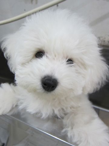 ӥե꡼եȥҥå襤ӥե꡼Ҹ줳ʸhundehutteӥե꡼Bichon Friseӥե꡼ʤΤ᥹Ҹ446.jpg