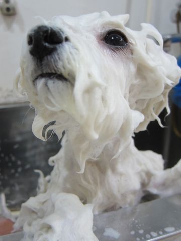 ӥե꡼եȥҥå襤ӥե꡼Ҹ줳ʸhundehutteӥե꡼Bichon Friseӥե꡼ʤΤ᥹Ҹ447.jpg