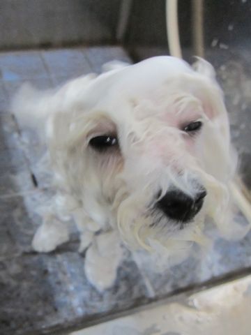 ӥե꡼եȥҥå襤ӥե꡼Ҹ줳ʸhundehutteӥե꡼Bichon Friseӥե꡼ʤΤ᥹Ҹ449.jpg