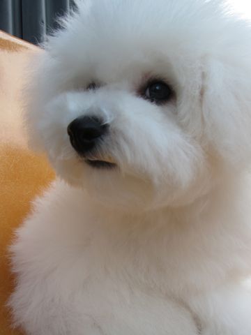 ӥե꡼եȥҥå襤ӥե꡼Ҹ줳ʸhundehutteӥե꡼Bichon Friseӥե꡼ʤΤ᥹Ҹ457.jpg