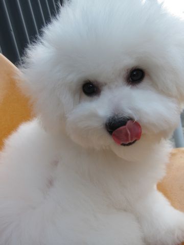 ӥե꡼եȥҥå襤ӥե꡼Ҹ줳ʸhundehutteӥե꡼Bichon Friseӥե꡼ʤΤ᥹Ҹ458.jpg