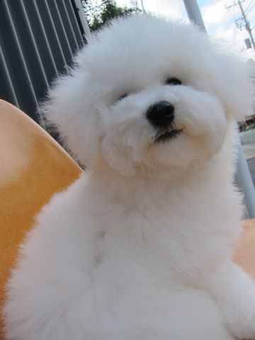 ӥե꡼եȥҥå襤ӥե꡼Ҹ줳ʸhundehutteӥե꡼Bichon Friseӥե꡼ʤΤ᥹Ҹ459.jpg