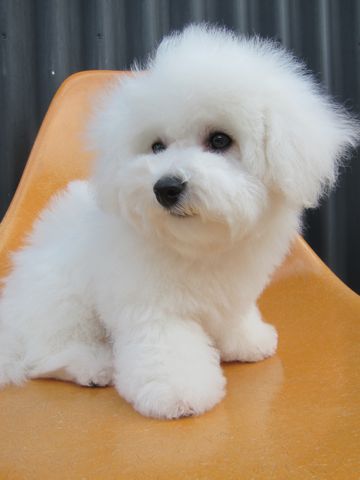 ӥե꡼եȥҥå襤ӥե꡼Ҹ줳ʸhundehutteӥե꡼Bichon Friseӥե꡼ʤΤ᥹Ҹ460.jpg