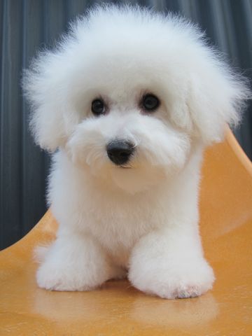 ӥե꡼եȥҥå襤ӥե꡼Ҹ줳ʸhundehutteӥե꡼Bichon Friseӥե꡼ʤΤ᥹Ҹ461.jpg