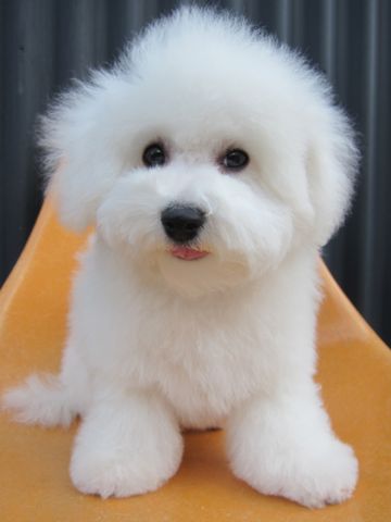 ӥե꡼եȥҥå襤ӥե꡼Ҹ줳ʸhundehutteӥե꡼Bichon Friseӥե꡼ʤΤ᥹Ҹ462.jpg