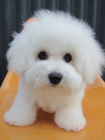 ӥե꡼եȥҥå襤ӥե꡼Ҹ줳ʸhundehutteӥե꡼Bichon Friseӥե꡼ʤΤ᥹Ҹ463.jpg