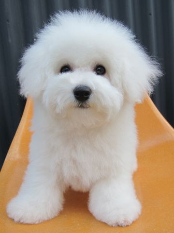 ӥե꡼եȥҥå襤ӥե꡼Ҹ줳ʸhundehutteӥե꡼Bichon Friseӥե꡼ʤΤ᥹Ҹ464.jpg