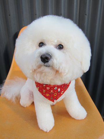 トリミングカット集犬カットモデルフントヒュッテ文京区かわいいビションフリーゼのカット東京ビションカット大きくまるく関東トイプードルカットモデル集4.jpg