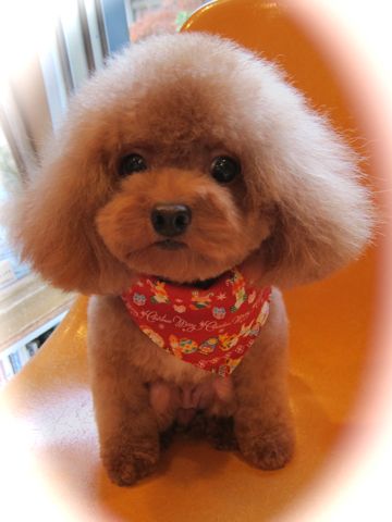 トリミングカット集犬カットモデルフントヒュッテ文京区かわいいビションフリーゼのカット東京ビションカット大きくまるく関東トイプードルカットモデル集5.jpg