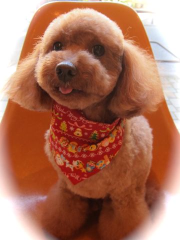 トリミングカット集犬カットモデルフントヒュッテ文京区かわいいビションフリーゼのカット東京ビションカット大きくまるく関東トイプードルカットモデル集8.jpg