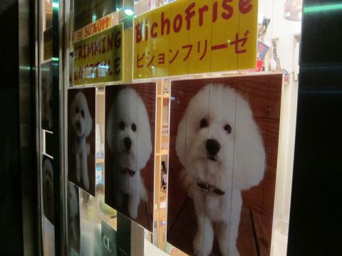 ビションフリーゼトリミング文京区フントヒュッテBichon Frise東京hundehutteビションフリーゼカットモデル集関東犬ハーブパック効果ビション画像_カットスタイル1.jpg