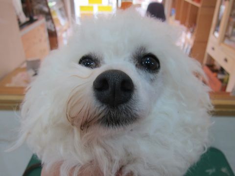 ビションフリーゼトリミング文京区フントヒュッテ駒込トリミングサロン関東ビションフリーゼデザインカット画像カットモデルビションアルパカカット53.jpg