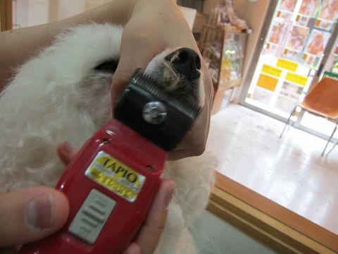 ビションフリーゼトリミング文京区フントヒュッテ駒込トリミングサロン関東ビションフリーゼデザインカット画像カットモデルビションアルパカカット57.jpg