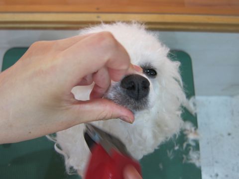 ビションフリーゼトリミング文京区フントヒュッテ駒込トリミングサロン関東ビションフリーゼデザインカット画像カットモデルビションアルパカカット58.jpg
