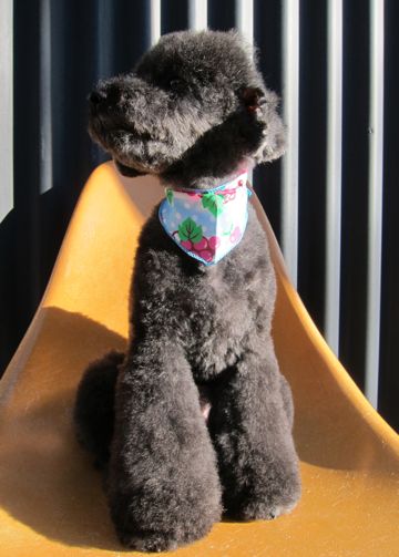 トイプードルデザインカット犬モヒカンカット玉ねぎカットトイ・プードルトリミング文京区フントヒュッテ東京トリミングサロントイプードルカット画像1.jpg