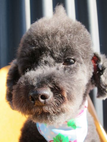 トイプードルデザインカット犬モヒカンカット玉ねぎカットトイ・プードルトリミング文京区フントヒュッテ東京トリミングサロントイプードルカット画像4.jpg
