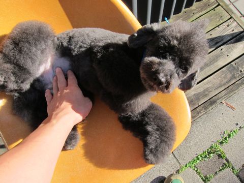 トイプードルデザインカット犬モヒカンカット玉ねぎカットトイ・プードルトリミング文京区フントヒュッテ東京トリミングサロントイプードルカット画像5.jpg
