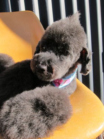 トイプードルデザインカット犬モヒカンカット玉ねぎカットトイ・プードルトリミング文京区フントヒュッテ東京トリミングサロントイプードルカット画像6.jpg