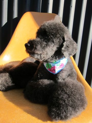 トイプードルデザインカット犬モヒカンカット玉ねぎカットトイ・プードルトリミング文京区フントヒュッテ東京トリミングサロントイプードルカット画像7.jpg