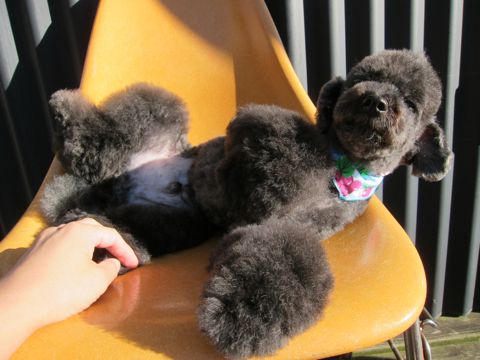 トイプードルデザインカット犬モヒカンカット玉ねぎカットトイ・プードルトリミング文京区フントヒュッテ東京トリミングサロントイプードルカット画像9.jpg
