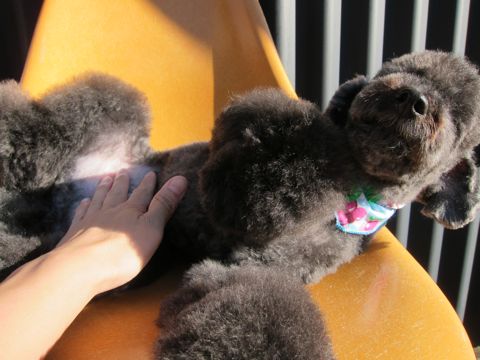 トイプードルデザインカット犬モヒカンカット玉ねぎカットトイ・プードルトリミング文京区フントヒュッテ東京トリミングサロントイプードルカット画像10.jpg