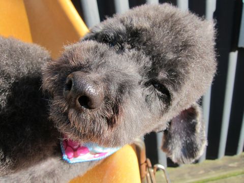 トイプードルデザインカット犬モヒカンカット玉ねぎカットトイ・プードルトリミング文京区フントヒュッテ東京トリミングサロントイプードルカット画像11.jpg