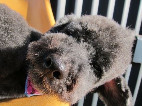トイプードルデザインカット犬モヒカンカット玉ねぎカットトイ・プードルトリミング文京区フントヒュッテ東京トリミングサロントイプードルカット画像12.jpg