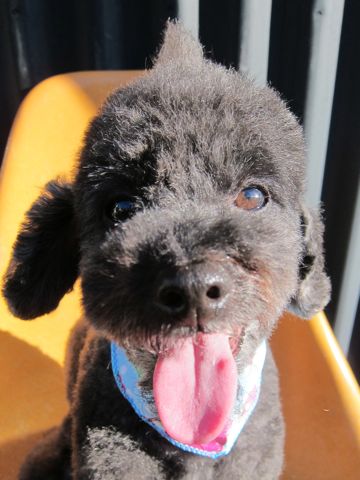 トイプードルデザインカット犬モヒカンカット玉ねぎカットトイ・プードルトリミング文京区フントヒュッテ東京トリミングサロントイプードルカット画像15.jpg