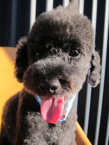 トイプードルデザインカット犬モヒカンカット玉ねぎカットトイ・プードルトリミング文京区フントヒュッテ東京トリミングサロントイプードルカット画像17.jpg